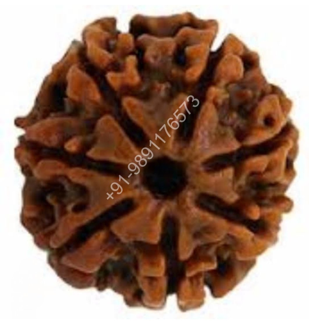 SEVEN MUKHI RUDRAKSH